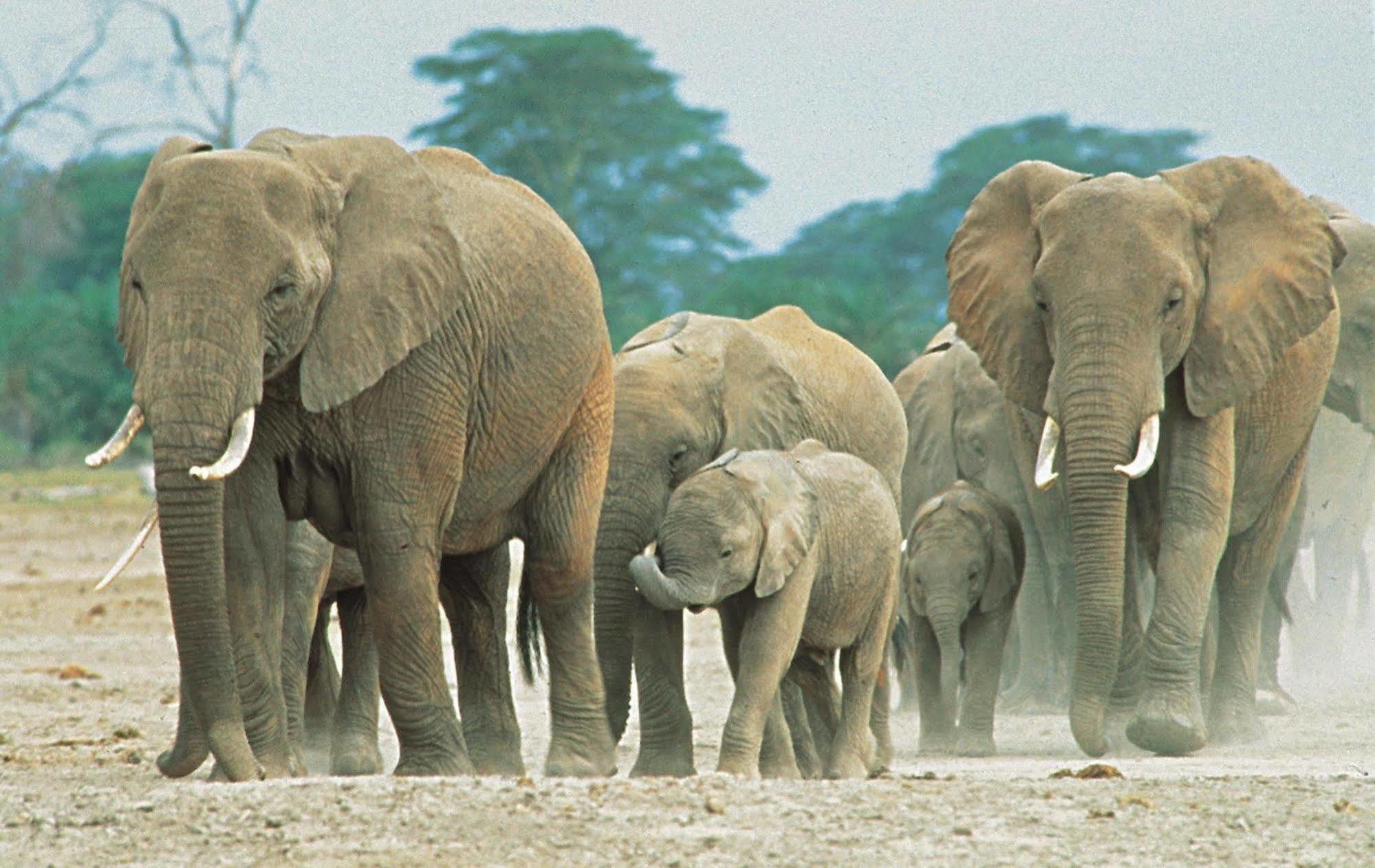 Sarova Shaba Game Lodge Archers Post المظهر الخارجي الصورة