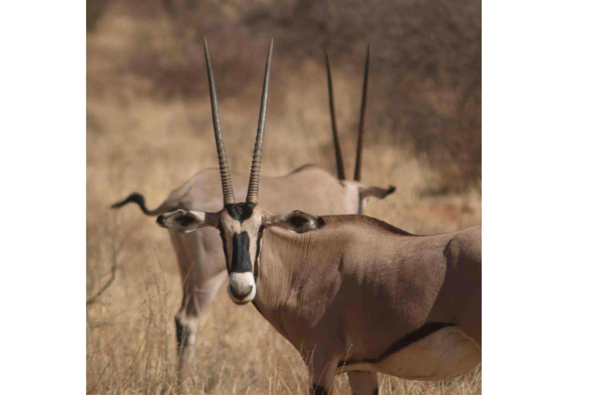 Sarova Shaba Game Lodge Archers Post المظهر الخارجي الصورة